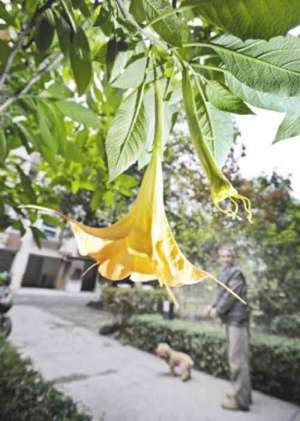 净土教言--开启信心莲花之明日